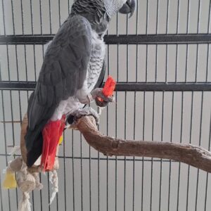 hand raised african grey parrot for sale UK