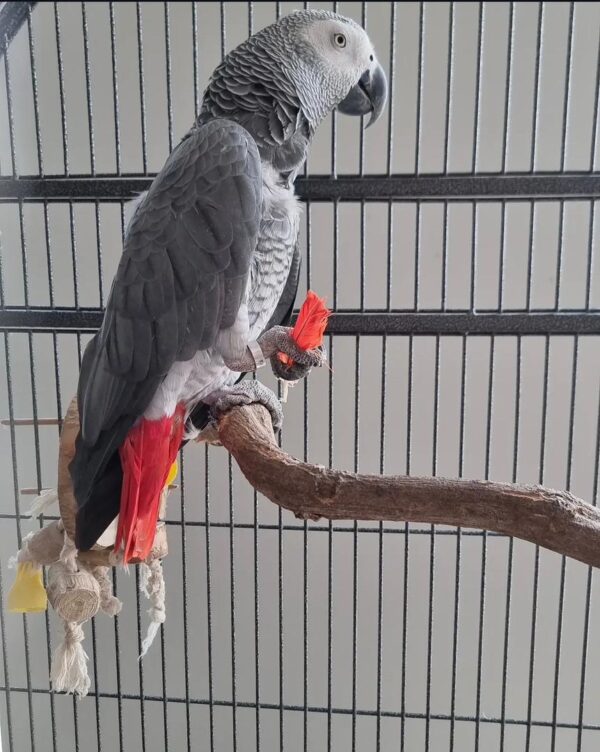hand raised african grey parrot for sale UK