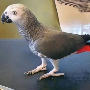 african grey breeders UK