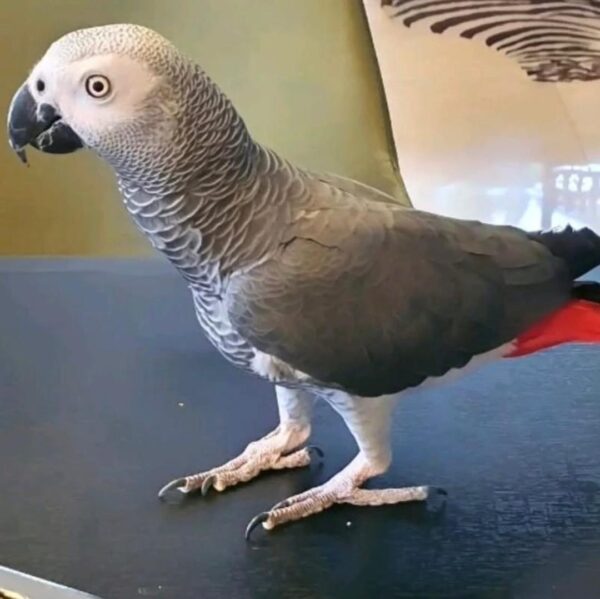 african grey breeders UK