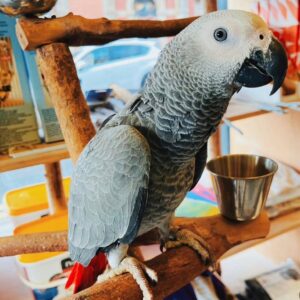 african grey parrot for sale