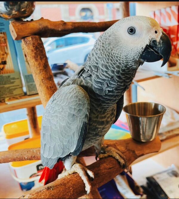 african grey parrot for sale