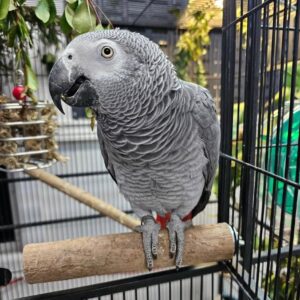 grey parrot for sale