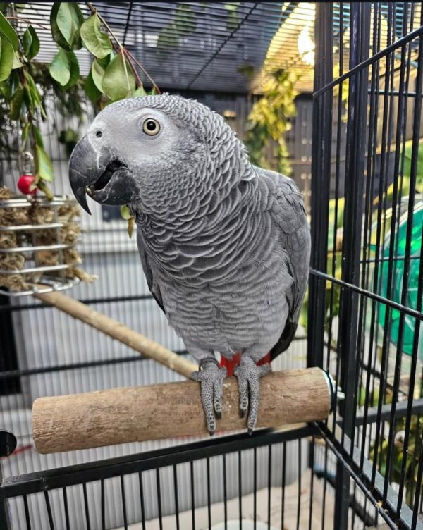 grey parrot for sale