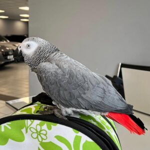 african grey parrots for sale