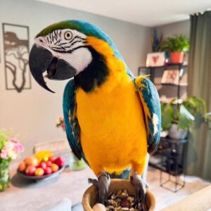 Parrot's Name: Sky