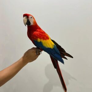 Parrot's Name: Ivy