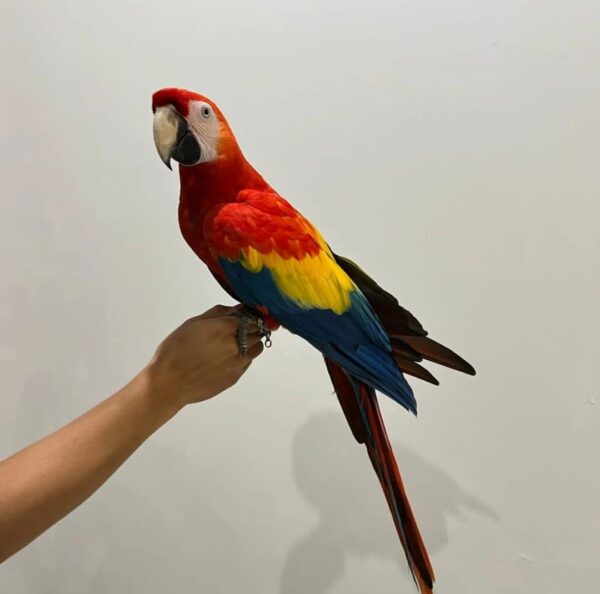 Parrot's Name: Ivy