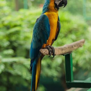 Parrot's Name: Charlie