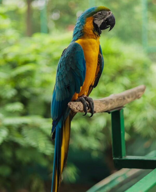 Parrot's Name: Charlie
