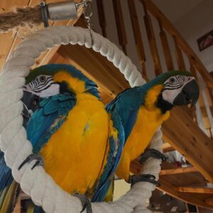Parrot's Name: Sophia and Tango