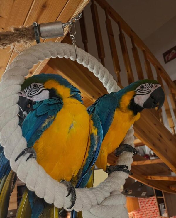 Parrot's Name: Sophia and Tango