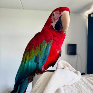 Parrot's Name: Kiwi