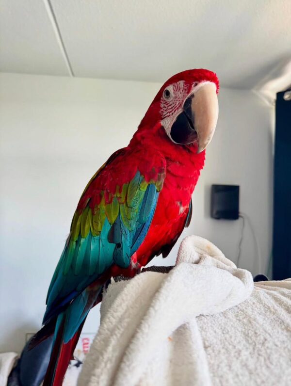 Parrot's Name: Kiwi