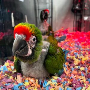Parrot's Name: Jasper