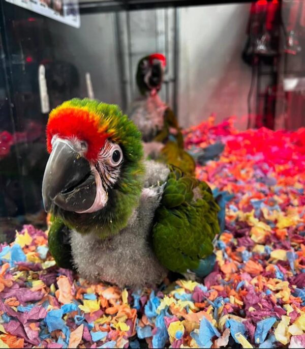 Parrot's Name: Jasper