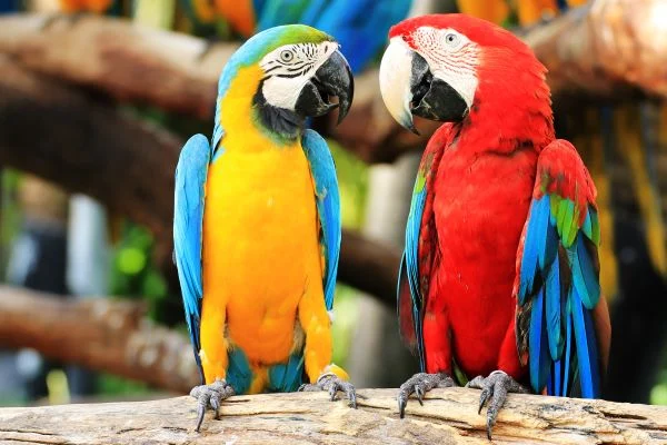 parrot for sale